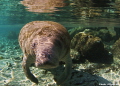   Endangered West Indian Manatee coming her close  